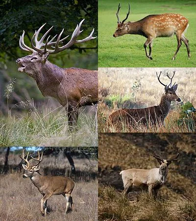 Four States Set Hunting Seasons, Youth Hunts, Permits
