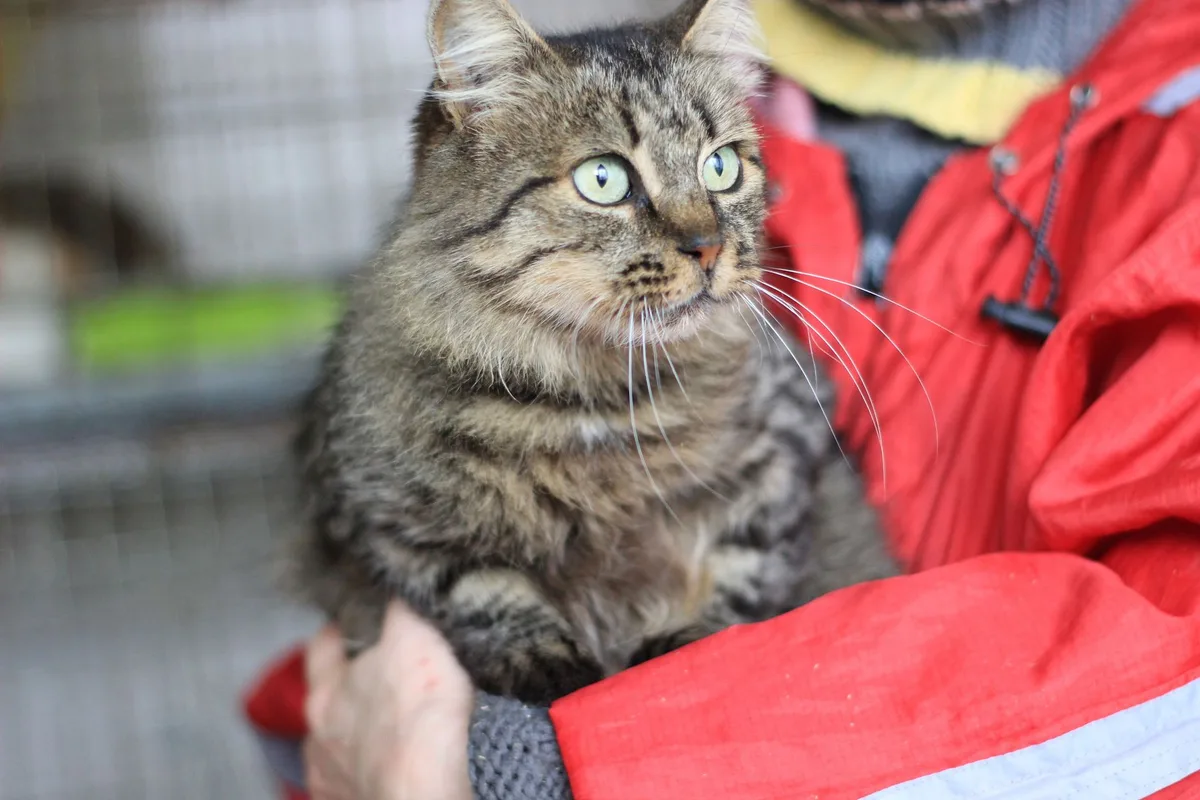 Long Island Cat Rescued After Five Days Trapped