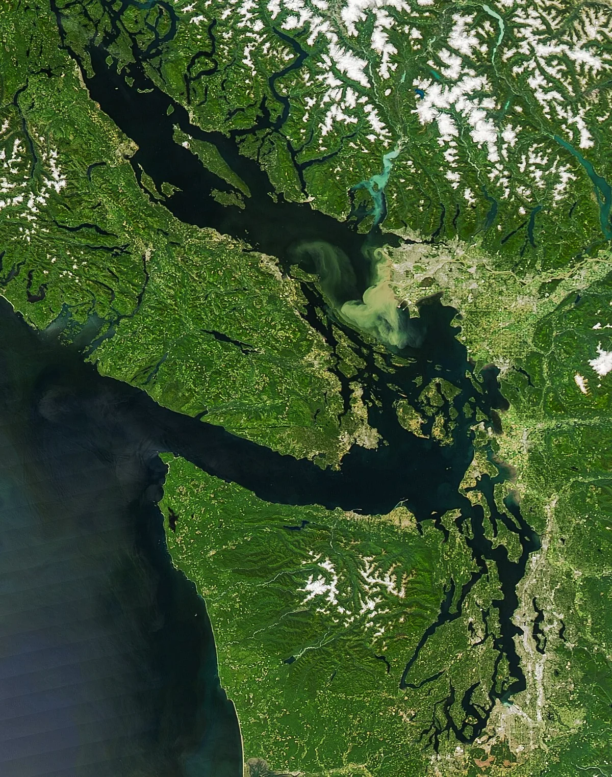 Researchers Find Two New Salish Sea Spider Species