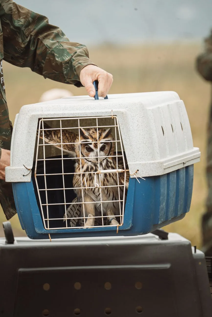 Couple Sentenced for Cross-Border Protected Wildlife Trafficking