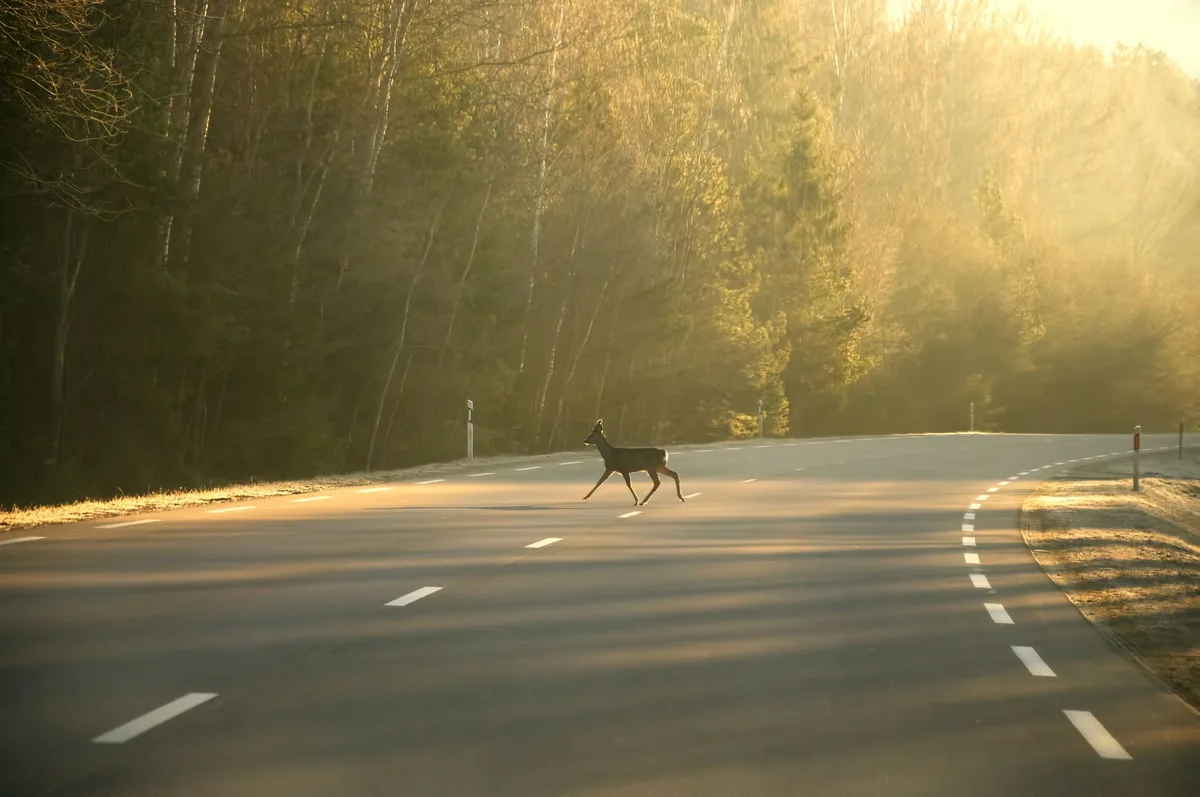 Deer collisions kill two motorcyclists across states
