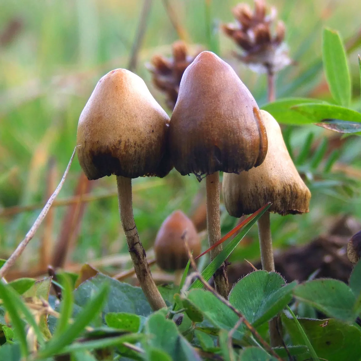 Studies Report Psilocybin Effects in Fish, Patients
