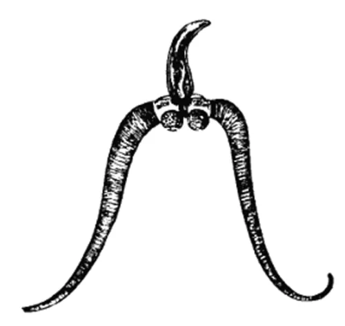 Bucephalus