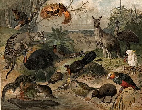 fauna