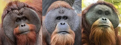 orangutan