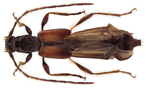 Glaphyra