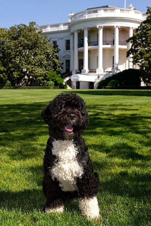 Bo