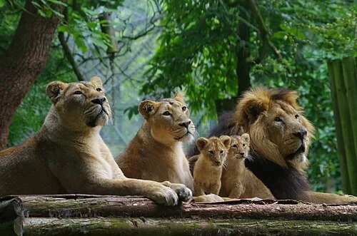 lion