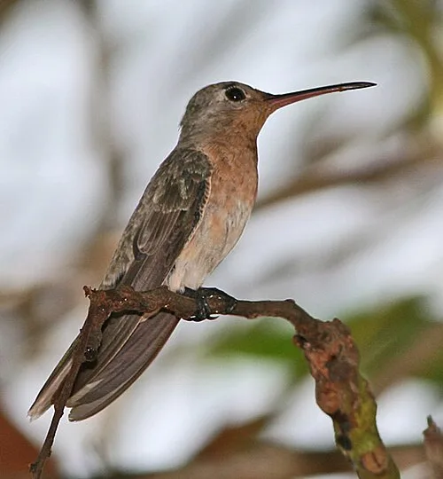 Leucippus