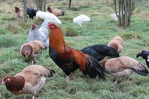 chicken